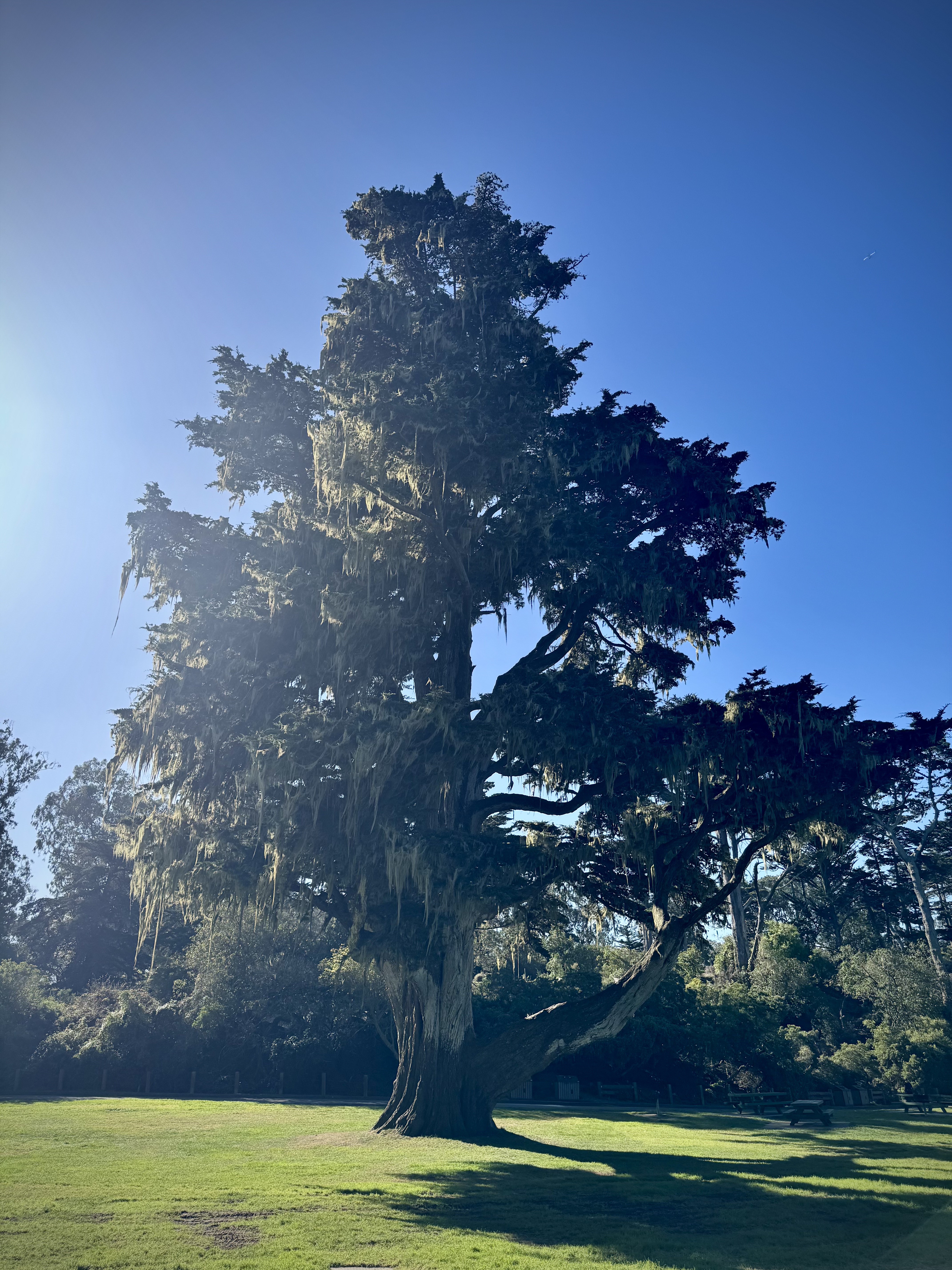 The tree in all it's glory